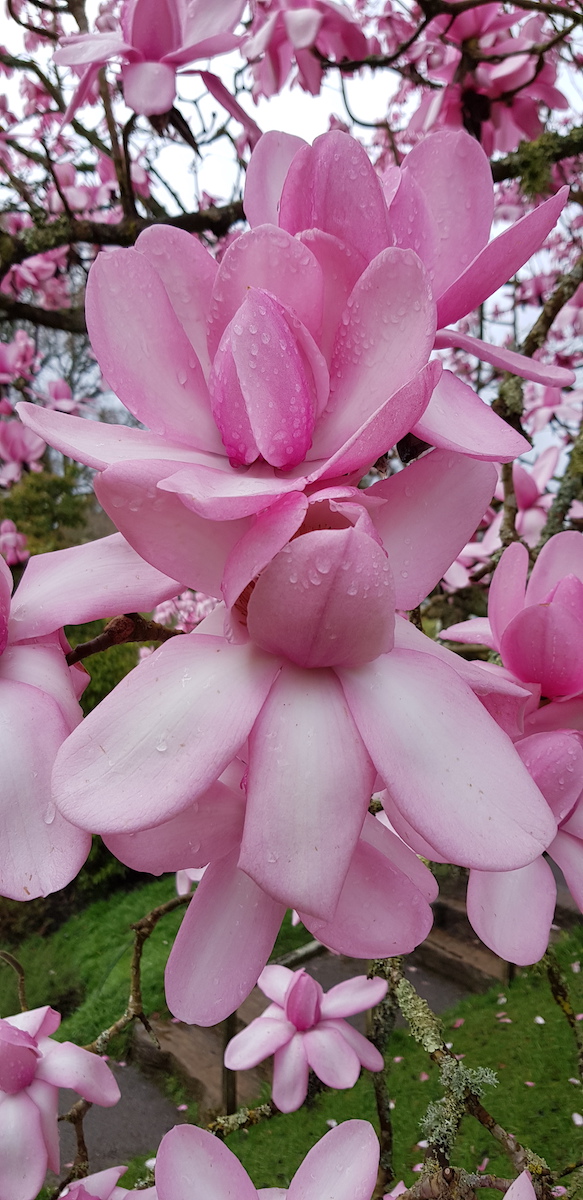 campbellii Raffillii Group